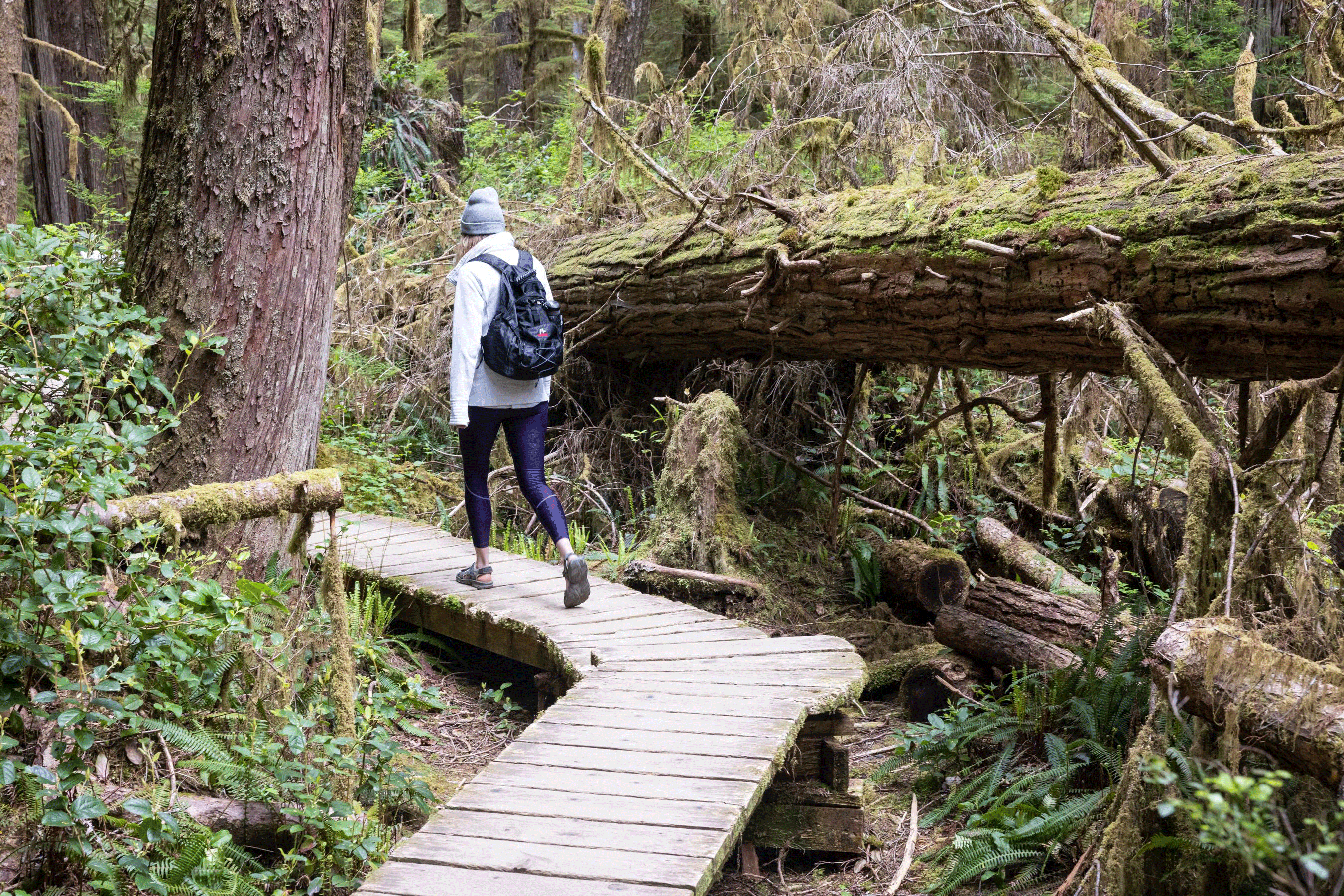 A hiker wearing a beanie, backpack, and outdoor gear walks along a narrow wooden boardwalk in a dense coastal forest. A large fallen tree stretches across the trail, adding to the wild and rugged natural atmosphere.