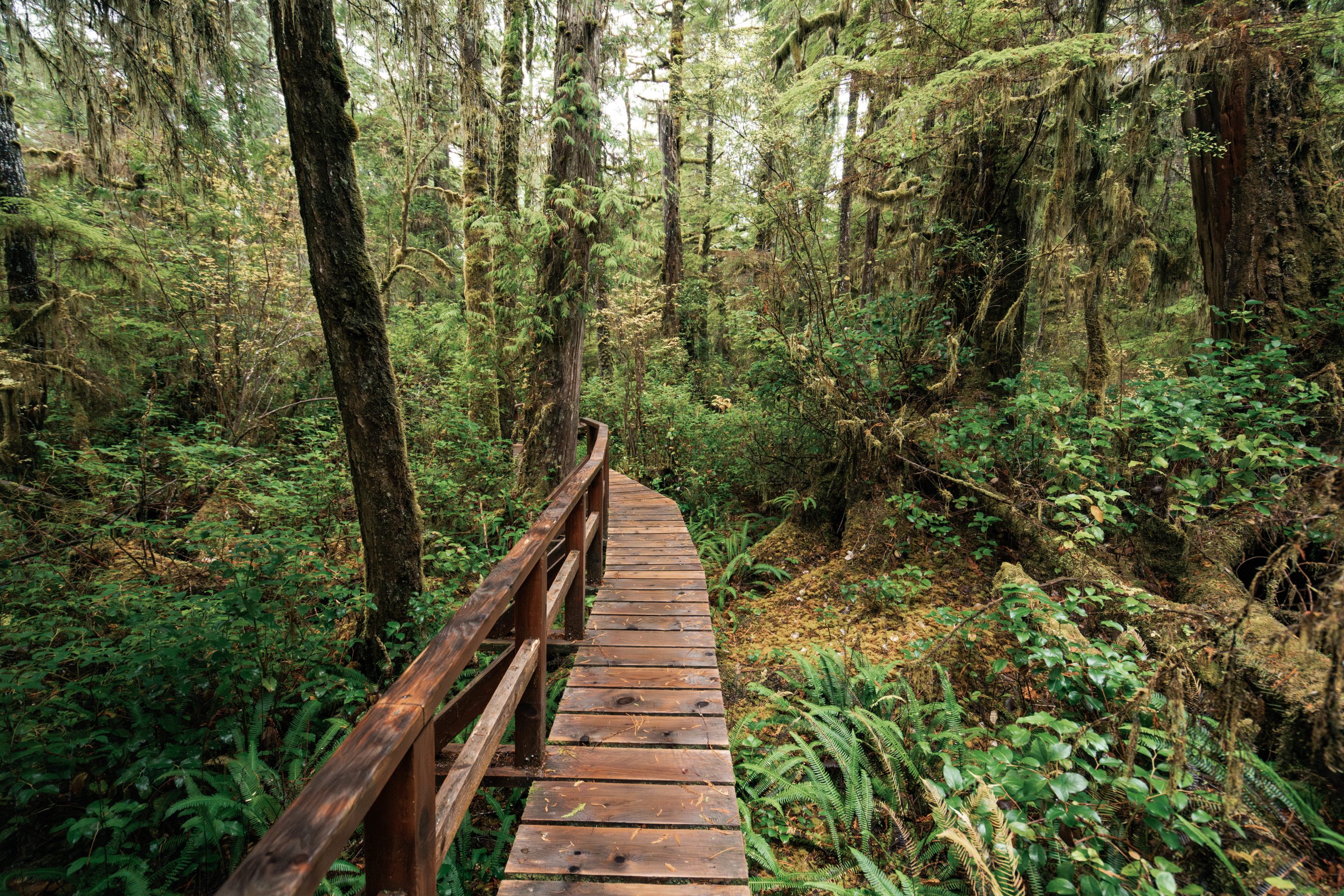 A wooden boardwalk winds through a lush, green rainforest filled with ferns, moss, and tall trees. The path curves gently into the dense foliage, inviting exploration of the natural surroundings.